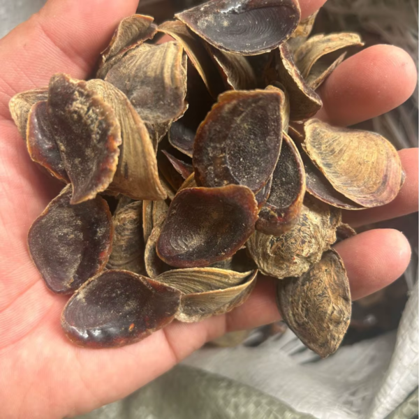 Quality-Seashell-Murex-Operculum-Shell