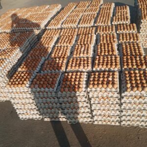 Wholesale Brown Eggs - Image 3